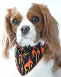 Dog Bandana Model, Scarlett is wearing a medium regular bandana