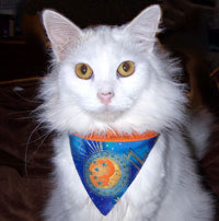 velcro bandanas for cats