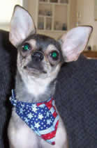 Chihuahua wearing small bandana with velcro