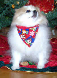 Christmas dog bandana