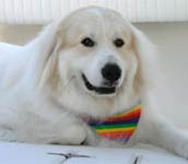 Extra large rainbow dog bandana 