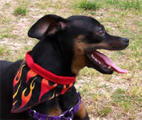 small dog bandana with velcro